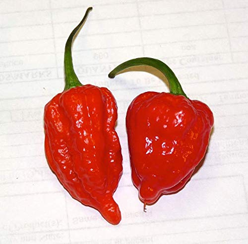 Ghost Pepper Sea Salt (Naga Jolokia) - BBQRubs.com