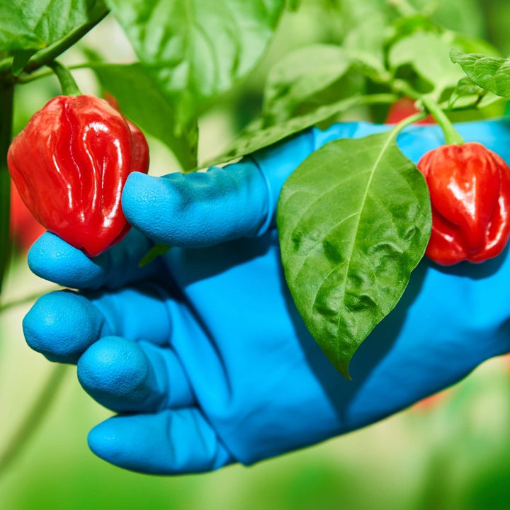 Ghost Pepper Sea Salt (Naga Jolokia) - BBQRubs.com