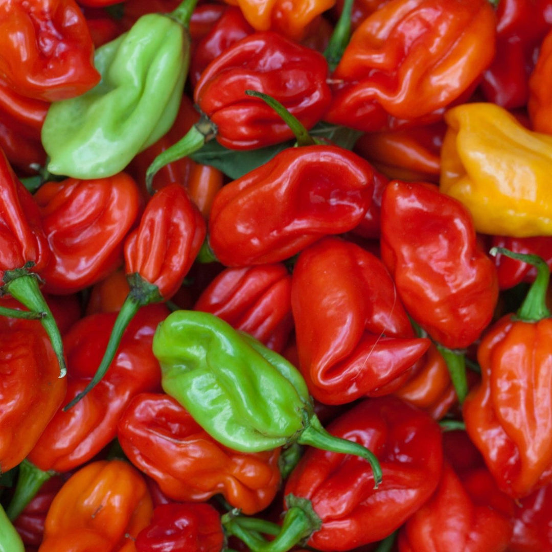 Ghost Pepper Sea Salt (Naga Jolokia) - BBQRubs.com