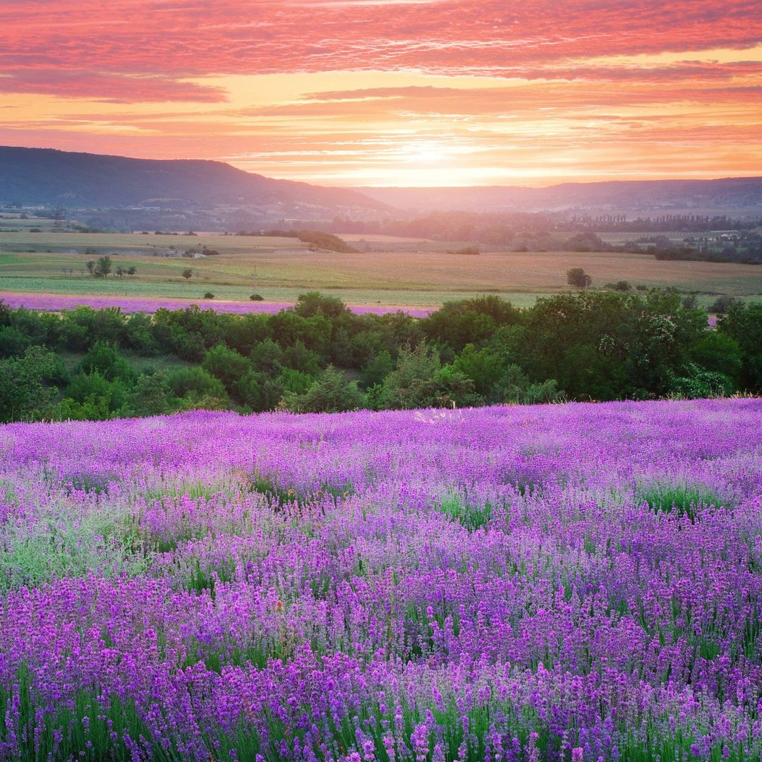 Lavender Flowers "Super Blue” (Whole) - BBQRubs.com