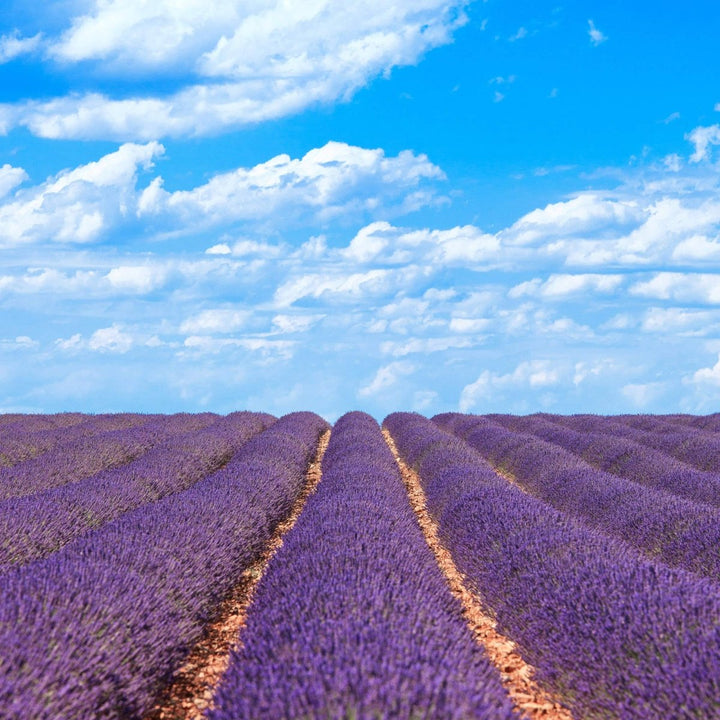 Lavender Flowers "Super Blue” (Whole) - BBQRubs.com